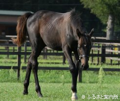 リキセレナード2008～2