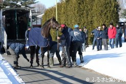 スタッドインには社台スタリオンステーションのスタッフが総出で出迎え