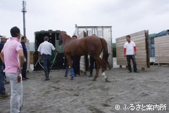 牡牝に分かれて宮崎行きの馬運車に積み込まれた
