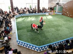 ポニーによるクリスマス特別ショー