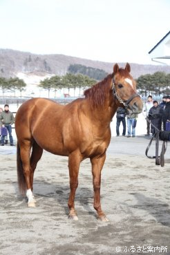 アロースタッドのエース種牡馬との貫禄さえ感じさせるサウスヴィグラス