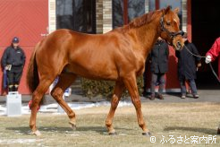 後継種牡馬を迎えたグラスワンダー