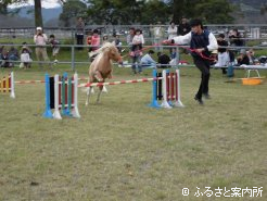 JRA宮崎育成牧場のプリンちゃんも障害飛越演技でイベントを盛り上げた