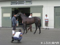 JRA職員による入念な馬体検査。チェックは細部にまで及んだ