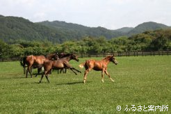 牧場風景