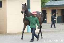 G1勝ち馬カレンブラックヒルの半妹(父ゼンノロブロイ)