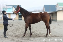 日本軽種馬協会期待の新種牡馬アルデバラン産駒