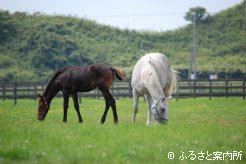 ジュエルクイーンの母プラチナローズ(15歳)と今年生まれた当歳馬
