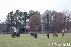 日に日に馬体を大きくしていく当歳馬たち