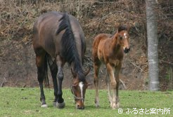 ユウサンポリッシュ2008～1