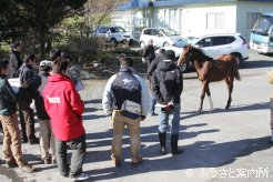 最優秀賞を受賞したチェリーエンジェルの2014(牡、父ルーラーシップ)