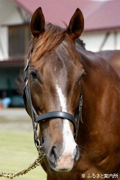 母チリエージェ今年はヴィクトワールピサを受胎中