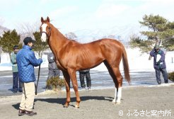 すっかりと環境になじんだオウケンブルースリ。すでに一流種牡馬の貫禄が備わっている