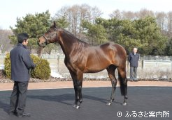 今年、100頭以上に種付予定のヨハネスブルグ