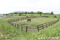 専用の放牧地で悠々と草を食んでいる