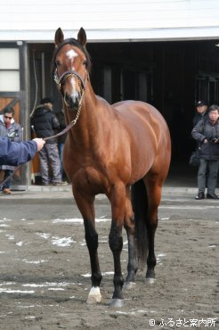 トランセンドには多くの配合申し込みが来ており、この日の展示で更に人気が高まりそうだ。