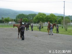 検査を待つ若駒たち