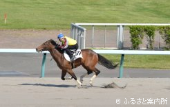 最高価格馬パーフェクトダンスの2013の公開調教