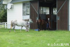 輸出検疫馬房へ入る繁殖牝馬