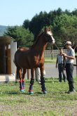 日本軽種馬協会静内種馬場に戻ってきたイシノサンデー