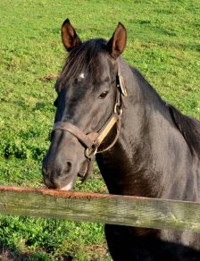 競走馬のふるさと案内所