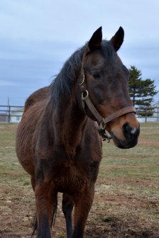 競走馬のふるさと案内所