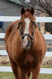 競走馬のふるさと案内所