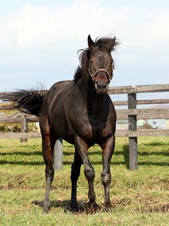 タイキシャーロック | 馬・牧場・施設検索 | 競走馬のふるさと案内所