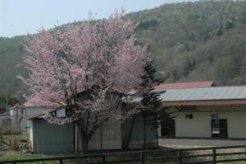 敷地内の山桜も満開だった