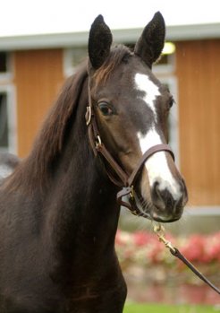 ベガ2003 | 馬産地コラム | 競走馬のふるさと案内所