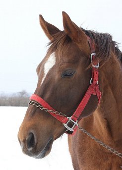 母馬のクラウンアスリート