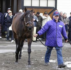 新種牡馬のトップオブツヨシ