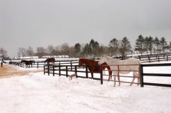 下河辺牧場～パドックの繁殖馬