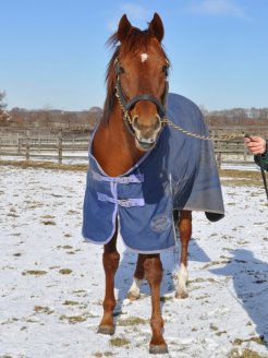 ブリーダーズスタリオンステーションで種牡馬生活を送っているスターキングマン
