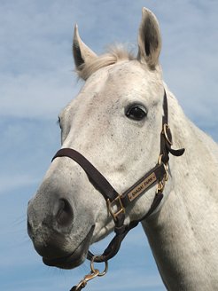 ファビラスラフイン(FR) | 馬・牧場・施設検索 | 競走馬のふるさと案内所