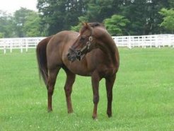 種牡馬として大活躍したフォーティナイナー～４年前