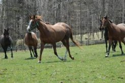 元気に走り回っている繁殖牝馬たち