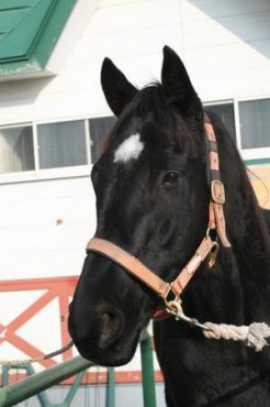 乗用馬として訓練中のマイネルボウノット～新冠　ホロシリ乗馬クラブ
