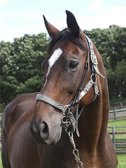 ブランドアート 馬 牧場 施設検索 競走馬のふるさと案内所