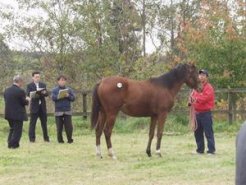 八戸市場で開かれた１歳馬の展示会