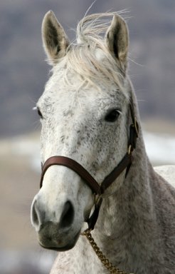 母のスリーピングインシアトル