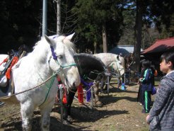 参加した馬達