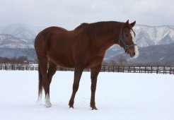 繁殖牝馬を引退して余生を過ごしているシスティーナ