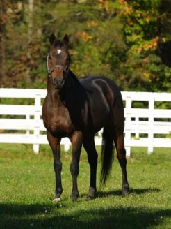 種牡馬引退が決まったヤマニンゼファー