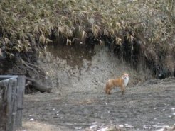 突然の侵入者、放牧地に現れたキタキツネ