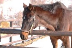 近親の功労馬ウィンザーノット