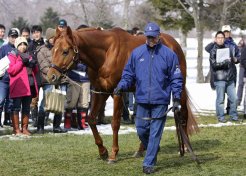 新種牡馬のエイシンデピュティ