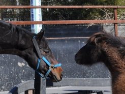 同じパドックにいるポニーとともに