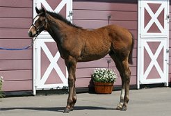 母馬から初の牡馬誕生となった