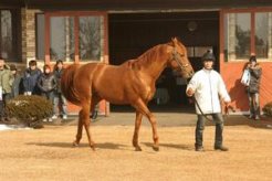 新種牡馬アサクサデンエン